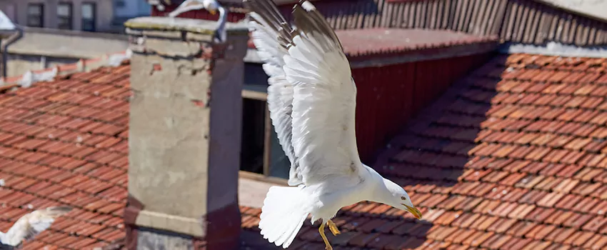 Residential Chimney Animal Removal Solution in Lockport, IL